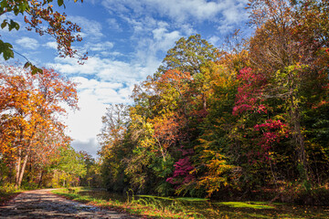 Autum Leaves along the C&O Canal Towpath