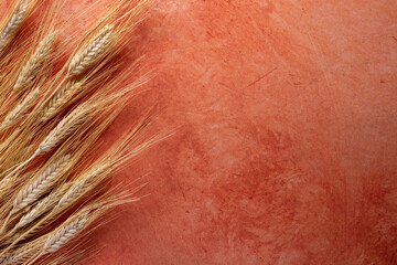 Sheaf of barley, Hordeum vulgare, on an orange textured background. Barley is grown primarily as...