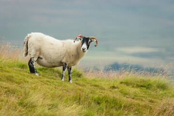 Scottish Blackface Swaledale ewe, or female sheep with curly horns and thick fleece, stood in a lush summer meadow in Swaledale, North Yorkshire.  Facing right,  Horizontal, Space for copy.