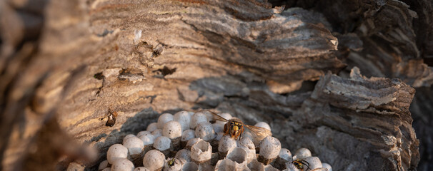 Closeup view of wasp over the nest