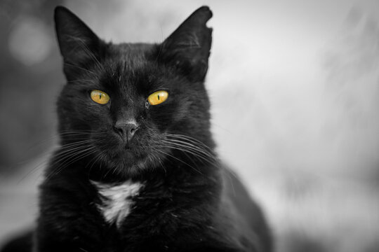 black and white yellow eye cat with bokeh