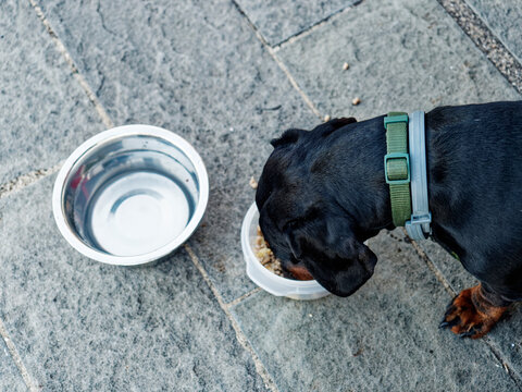 Black and tan dog breed dachshund sit at the floor with a bowl