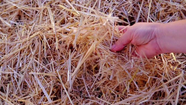 farmer, agronomist hands touch golden cut straw from winter wheat on field, concept of harvest, bread production, livestock litter, grain growing waste, material for livestock farmers