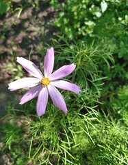 pink and white flower