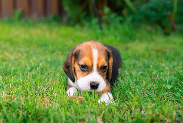 A small beagle puppy. The beautiful puppy is three weeks old. It lies on a background of blurred green grass