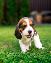 A small beagle puppy. The beautiful puppy is three weeks old. It is on the background of blurred green grass