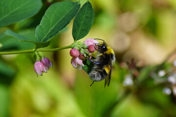 White-tailed bumblebee (Bombus lucorum), family Apidae on the flowers of Common Snowberry (Symphoricarpos albus), honeysuckle family (Aprifoliaceae). Summer in a Dutch garden.