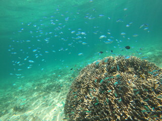 Naklejka na ściany i meble サンゴに群がる熱帯魚