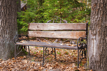 Old bench in the forest between the trees