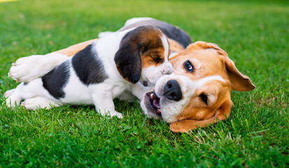 A small beagle puppy. The beautiful puppy is three weeks old. It is on the background of blurred green grass. A puppy is playing with its mother