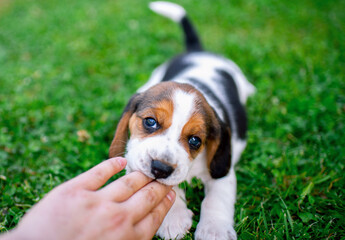 A small beagle puppy bites the fingers of the hand. It lies on a background of blurred green grass