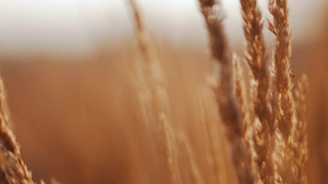 Amazing summer sunrise over a field of wheat grain with warm colours - close up landscape view - agriculture theme