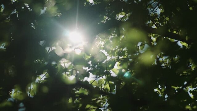 sun rays through tree leaves