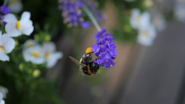 Bumblee carrying pollen baskets swiftly flies around the flower garden pollinating the lavender flowers.