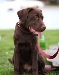 close up potrait of chocolate labrador retriever dog with bokeh in park