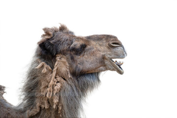 Smiling camel on a white background. Camel head close up, side view. The camel opened its mouth and showed its teeth