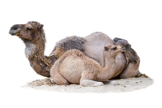 Cub with mother isolated on white background. The baby camel lies with his mother on the sand. Two camels lie on a hot sunny day turned in different directions