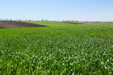 Beautiful view of agricultural field with ripening cereal crop