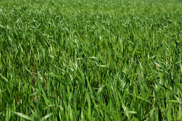 Beautiful view of agricultural field with ripening cereal crop