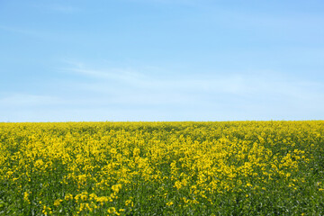 Obraz premium Beautiful view of blooming rapeseed field on sunny day