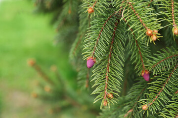 Green branches of beautiful conifer tree with small pink cones outdoors, closeup. Space for text