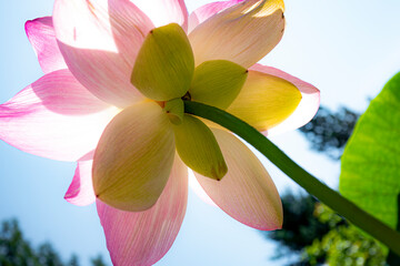 au coeur des lotus