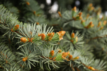 Fototapeta premium Beautiful branches of coniferous tree, closeup view