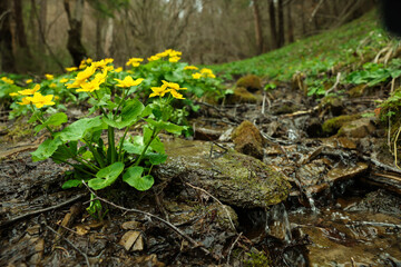 Beautiful yellow flowers growing near small stream outdoors