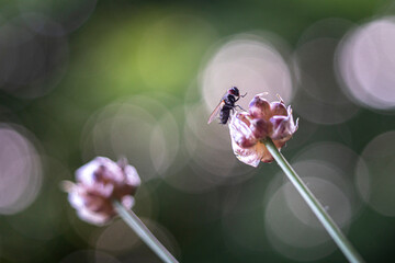 macro du jour