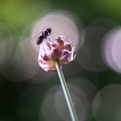 macro du jour