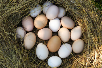 Fresh raw eggs in nest, top view