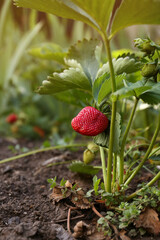 Beautiful strawberry plant with ripe fruit in garden on sunny day