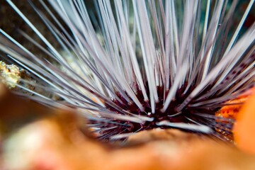Fototapeta premium Purple Sea Urchin