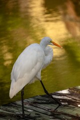 White Egret