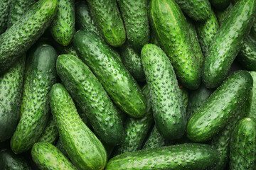 Fresh whole ripe cucumbers as background, top view