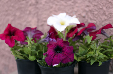 Beautiful petunia flowers in plant pots near beige wall, closeup