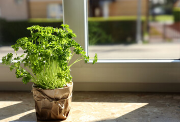Potted parsley on windowsill indoors, space for text. Aromatic herb