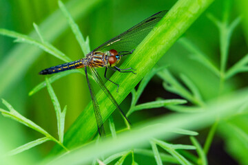 Fototapeta na wymiar A female blue dasher dragonfly rests on a reed.