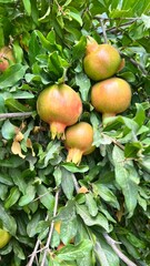 Pomegranate on a tree