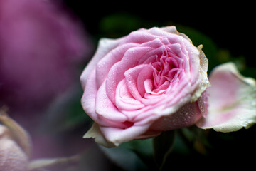 Fleur d'ici et de la...