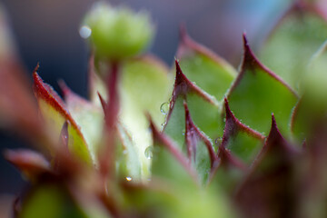 Fleur d'ici et de la...