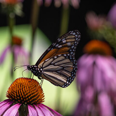 Close-up of Monarch Butterfly (Brush Footed, Milkweed, King Billy, Danaus Plexippus, Black Vein) standing on the Purple Cornflower Inserting  proboscis into the Orange stamen and Pistil Sucking Nectar
