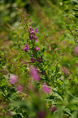 Fleur d'ici et de la...