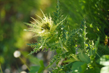 Fleur d'ici et de la...