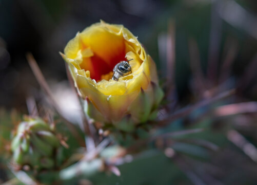 Bee Poking Out of Yellow Prickly Pear Cactus Flower About to Open