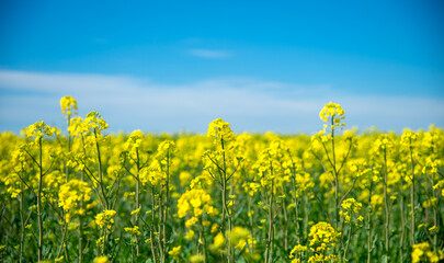Obraz premium Rapeseed field in romania