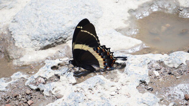 Buttefly drinking water