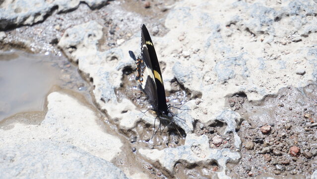 Buttefly drinking water