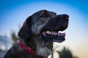 close up portrait of a dog with bokeh