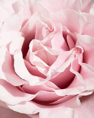 Macro Blooming Rose